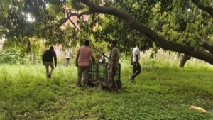 🐆 हरिद्वार में गुलदार की दहशत: दो दिन में 3 पर हमला, गुस्साए ग्रामीणों के हंगामे के बाद लगाए गए पिंजरे