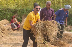 टिहरी- खेतों में उतरे पूर्व मंत्री दिनेश धनै, ग्रामीणों के साथ की धान की मढ़ाई; पलायन रोकने का दिया संदेश